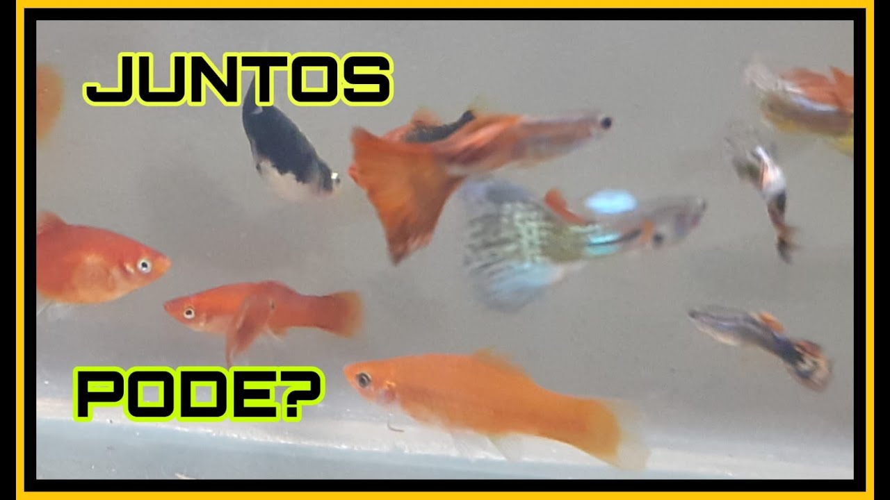 PODE COLOCAR GUPPYS OU LEBISTES COM OUTROS PEIXES?