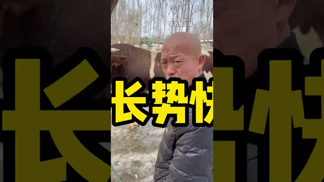 三大种公牛刚到家一个月了！到底起什么名？，大伙们帮忙起个名呗~@牛人春山哥小秘书-豆包 @小猴子与春山#养牛 #西门塔尔 #养牛人 #养牛人的生活
