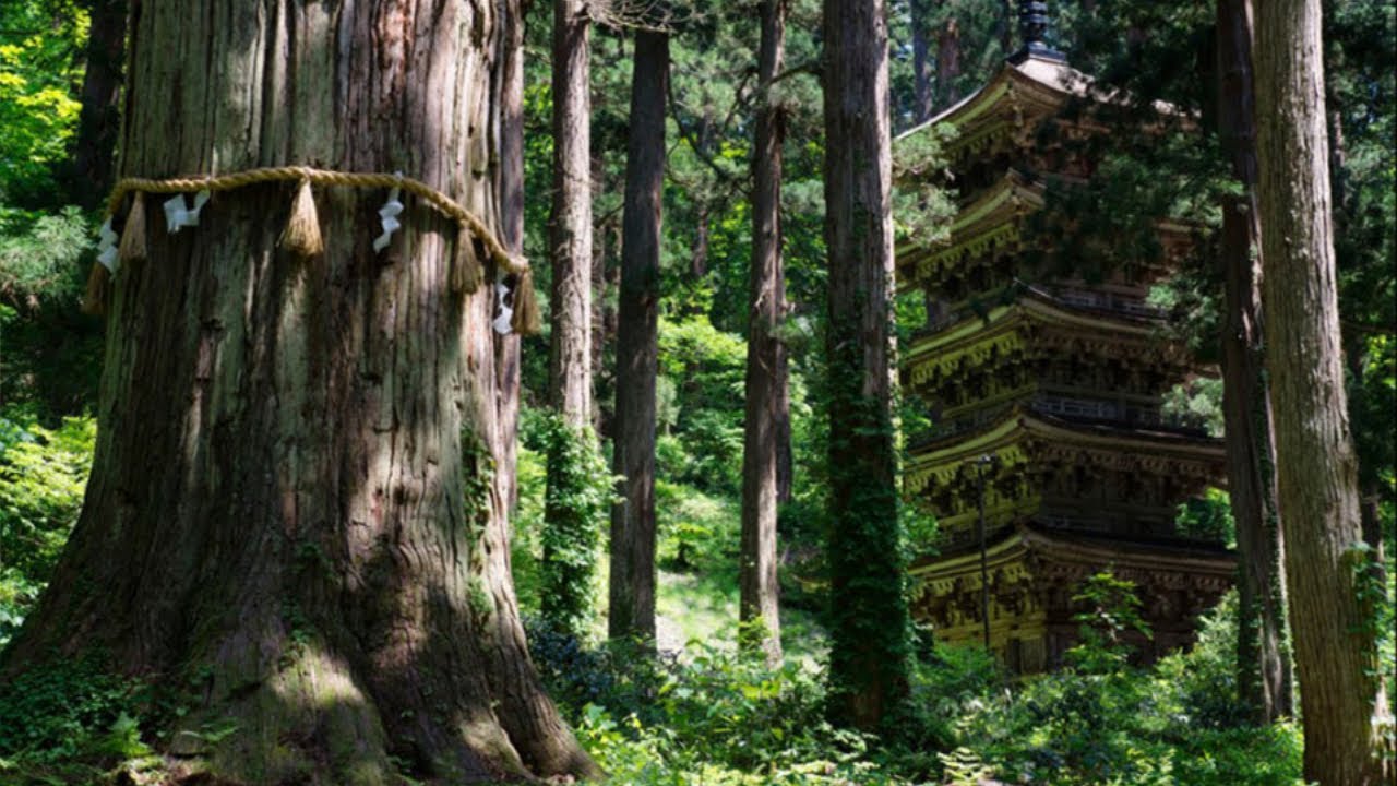 “Ogni cosa è Illuminata”: il pensiero buddhista sulla natura - Massimo Raveri
