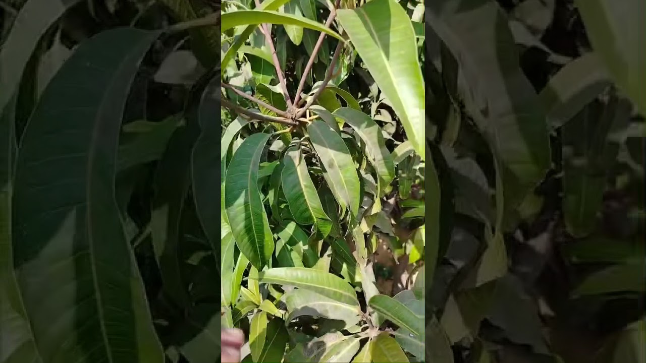امراض أشجار 🌴 المانجو او المانجا تبدأ تعالجها من دلوقتي قبل الصيف عشان تاخد محصول جيد 