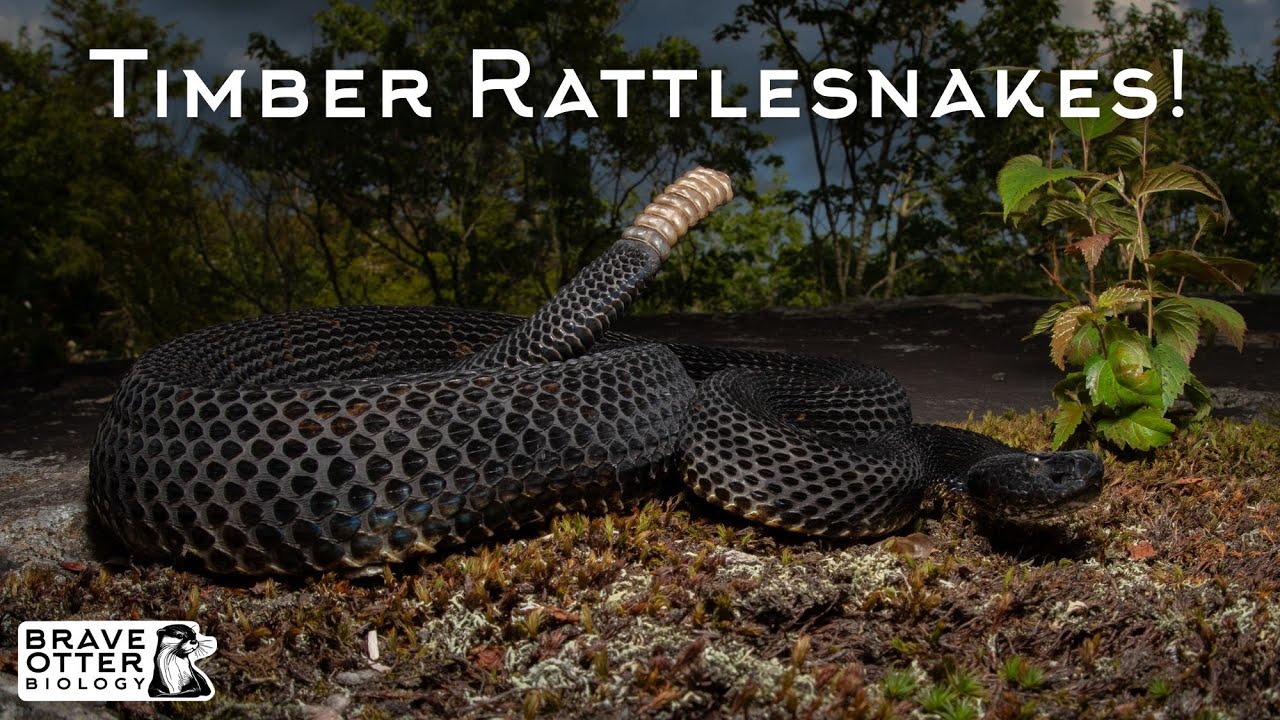 Up Close with Rattlesnakes in West Virginia!