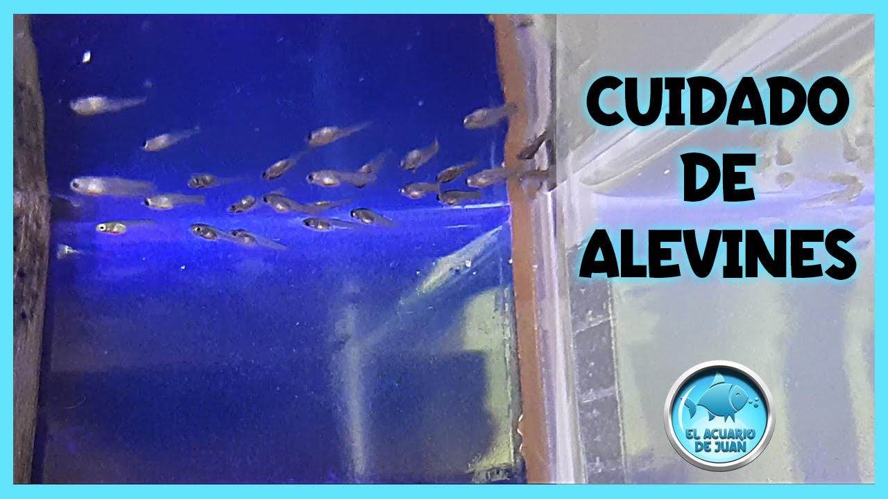 CUIDADO DE ALEVINES | ALIMENTACION Y CONSEJOS PARA CRIAS DE PECES GUPPY, PLATY, MOLLY Y BETTA