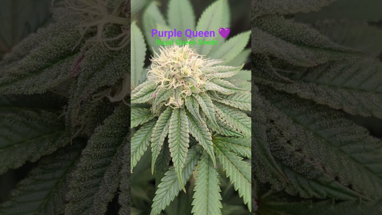Purple Queen🌸32 #cannabisdaily #growerscommunity #indoor #spiderfarmerled #education #germany
