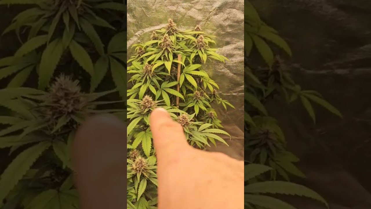 2025 best purple strains 5x5 marshyrdo fce 8000 tent organic grow
