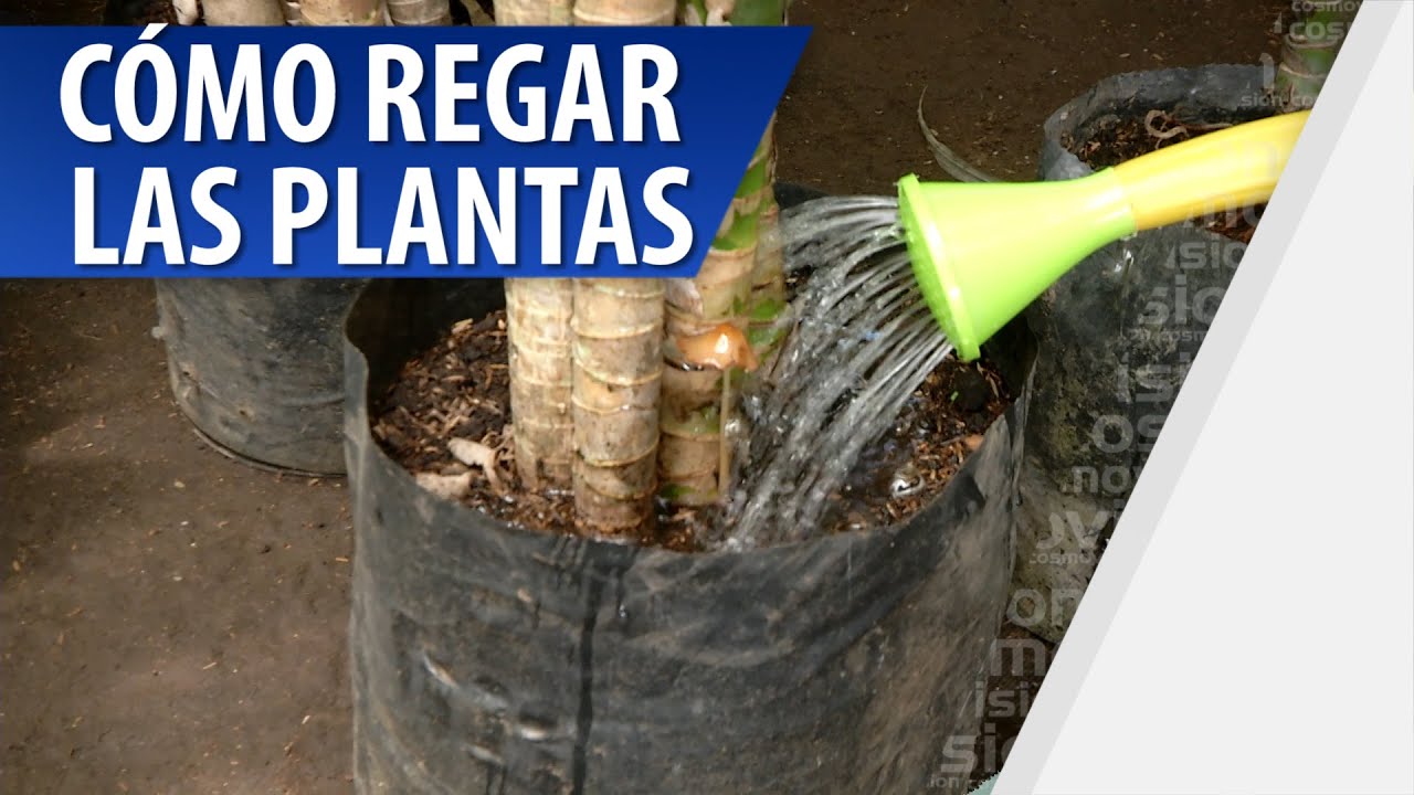 C&oacute;mo Regar las Plantas Correctamente