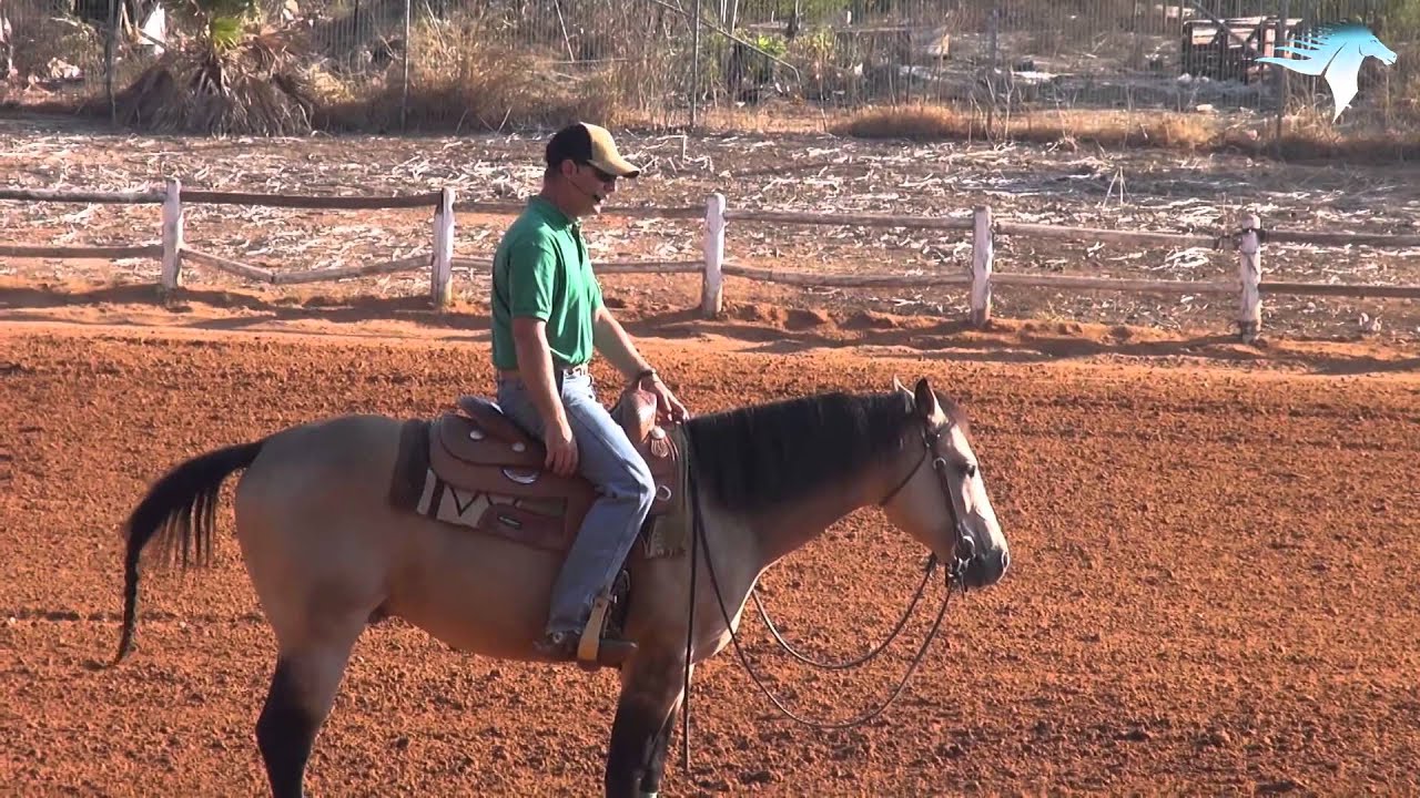 מקצבים- all4horses אילן רוזנברג אילוף סוסים