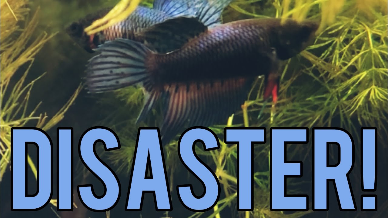 Starting a Betta Sorority? (Tank Updates)