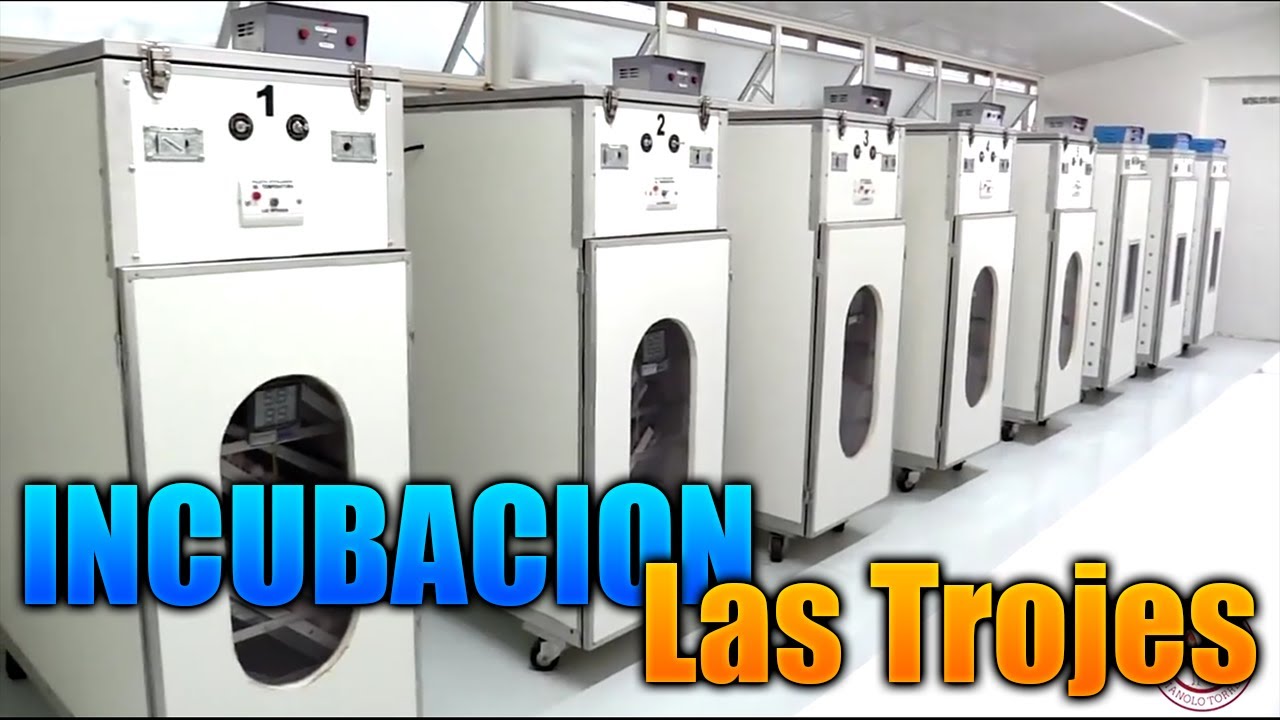 INCUBACIÓN EN RANCHO LAS TROJES | MANOLO TORRES