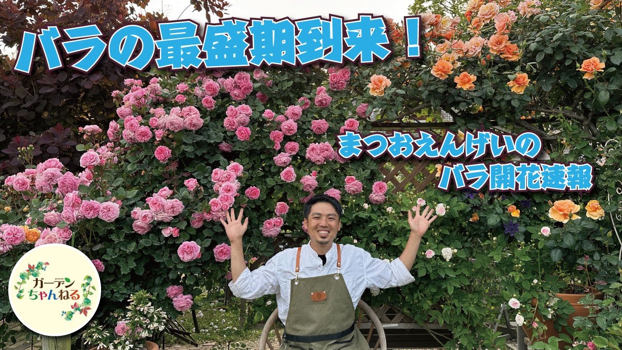 今がピーク！開花状況 お知らせします