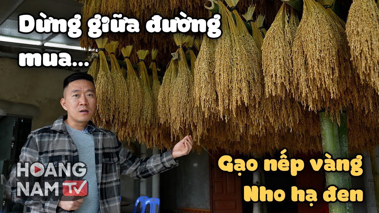 Bảo sao Gạo nếp vàng Bắc Kạn khiến Hoàng Nam xao xuyến?