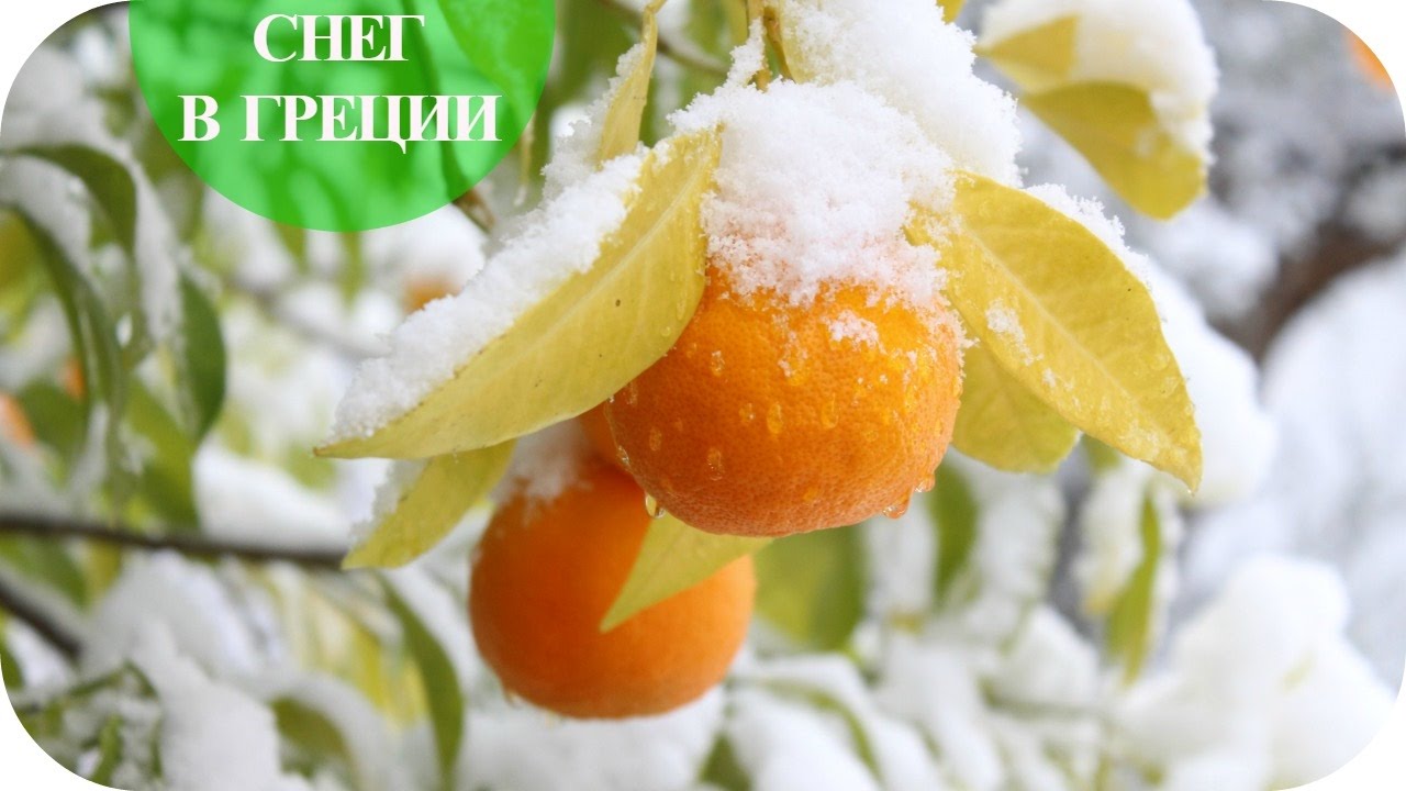 ВАРЮ СНЕГ/ ЗИМНЯЯ СКАЗКА В ГРЕЦИИ /Греция (Mila MyWay)