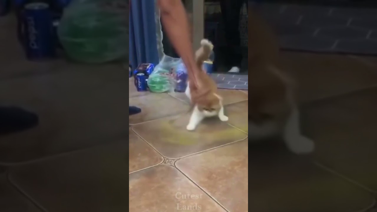 Gatinho dan&ccedil;a #Shorts