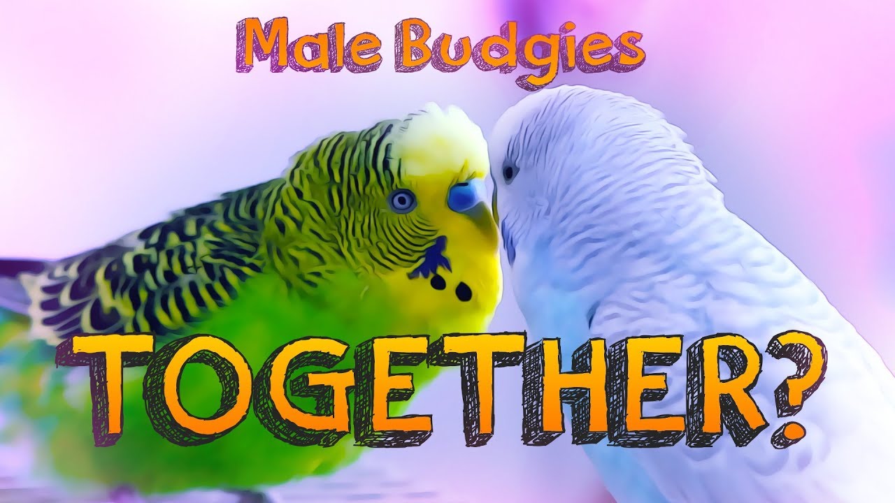 Can Male Budgerigars live together?