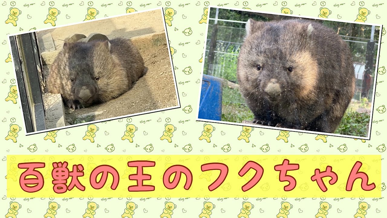 【wombat】百獣の王のフクちゃん☆(The King of beasts)