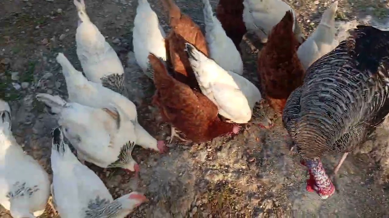 Sigue creciendo el patio de aves . 