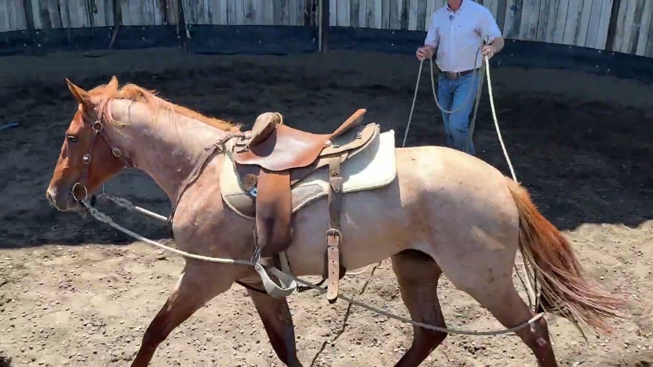 Driving the young horse in Long Reins.