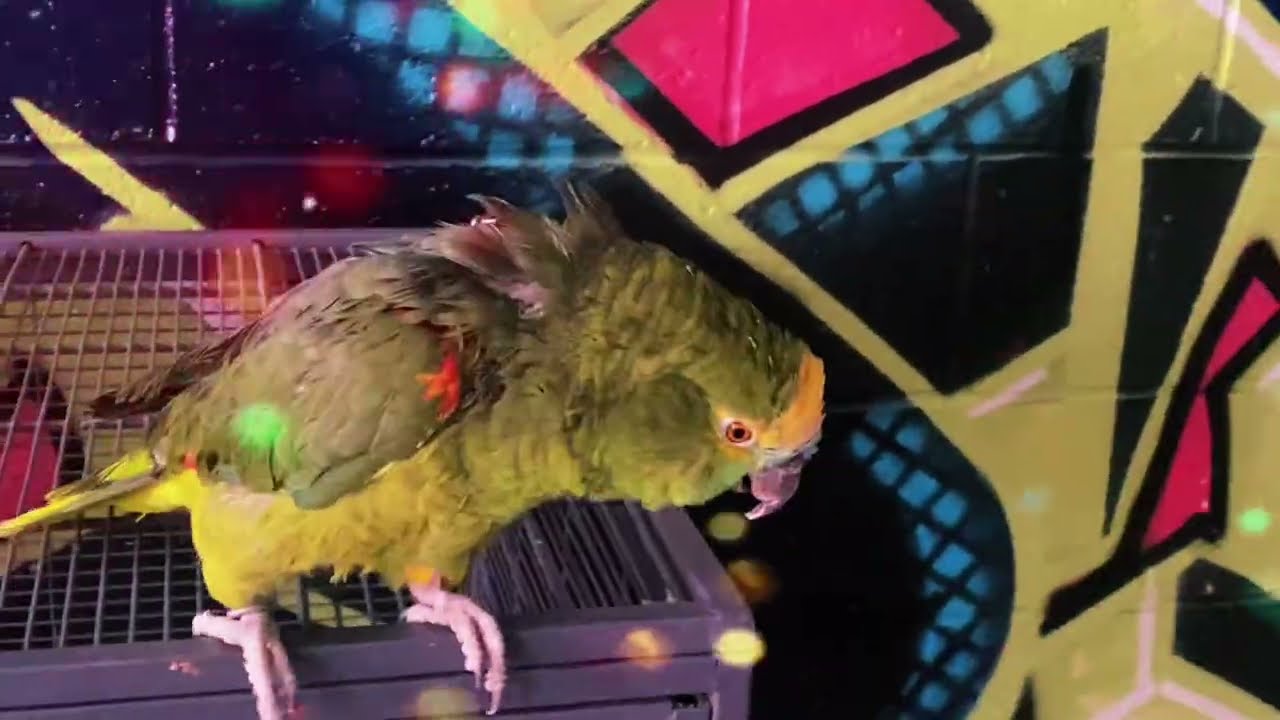 Fred loves Singing 