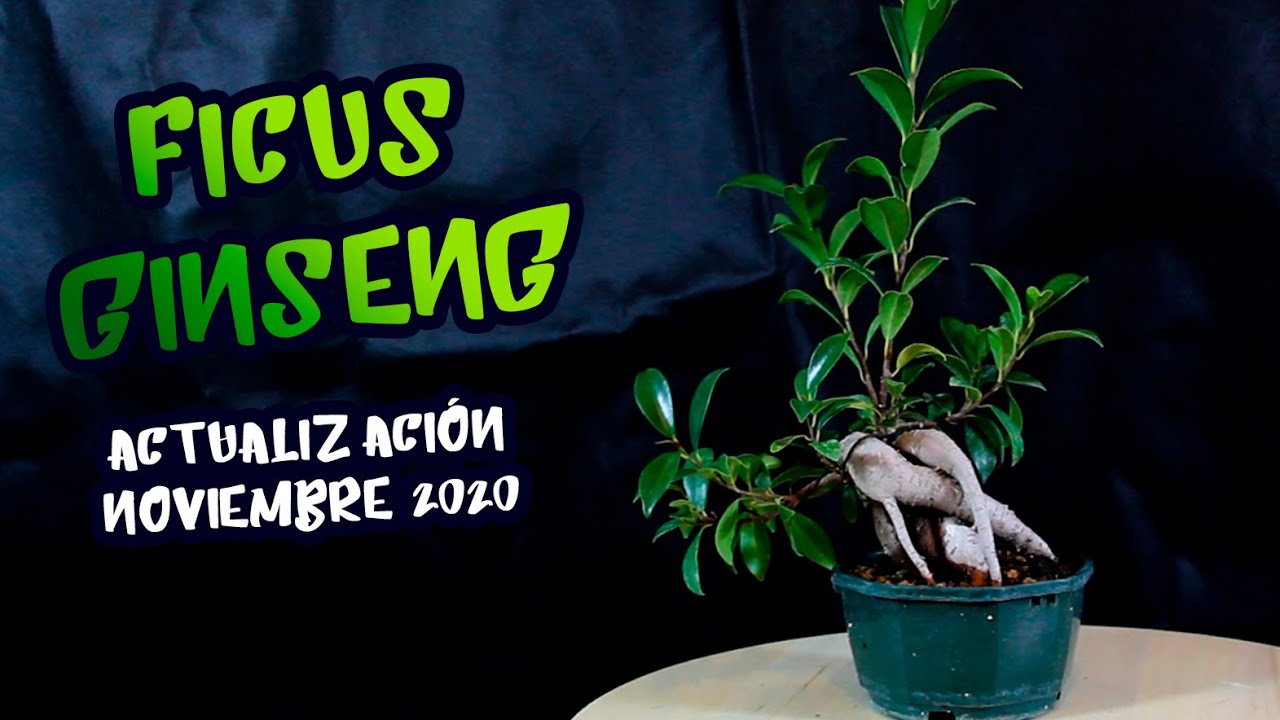 Ficus Ginseng formando como bonsai