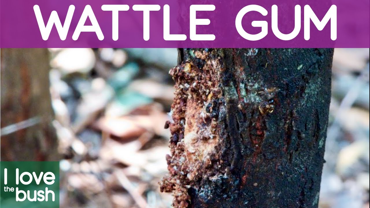 WATTLE GUM AND WITCHETTY GRUBS: PART 2