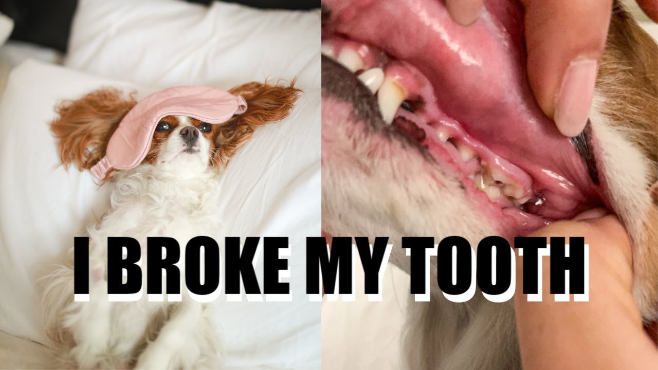 BEWARE OF BULLY STICKS // Fractured Carnassial (premolar) Tooth on Dog