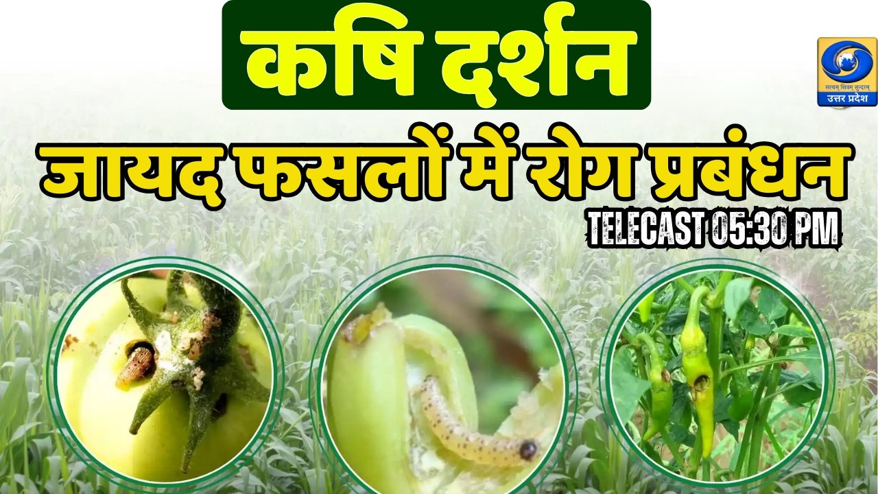 जायद फसलों में रोग प्रबंधन | कृषि दर्शन | Krishi Darshan DDUP