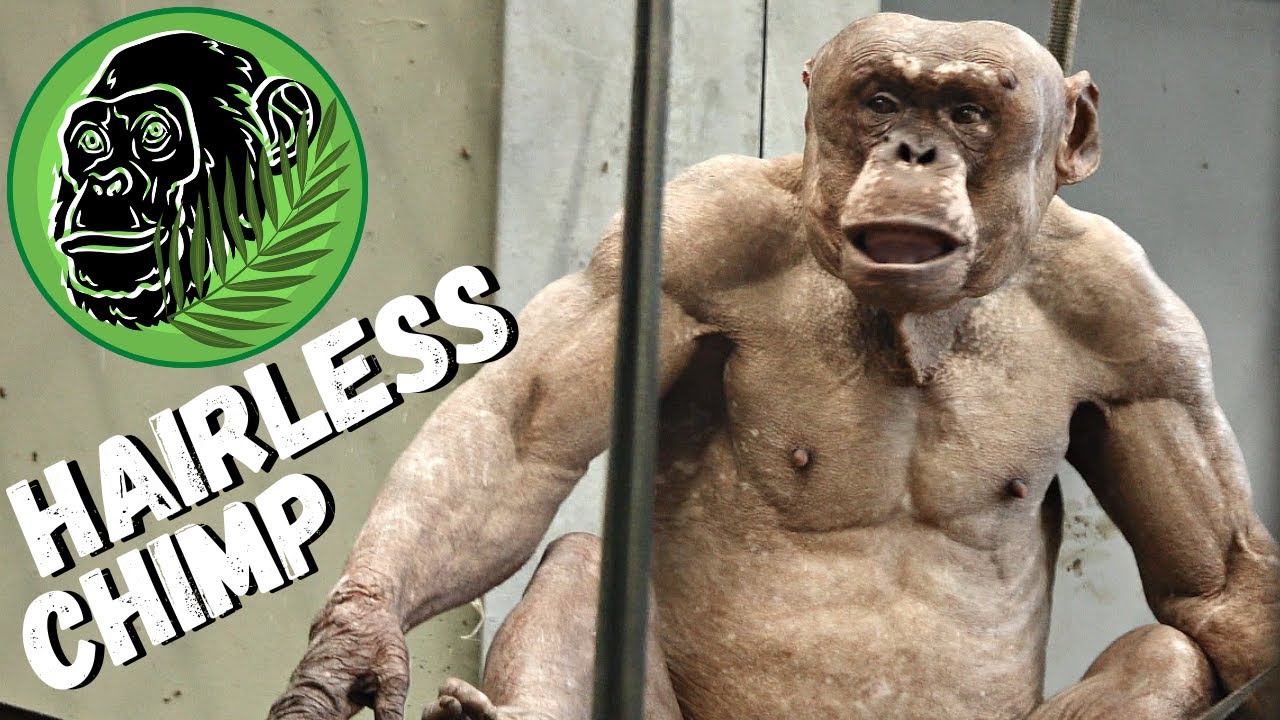 Hairless Chimpanzee Jambo