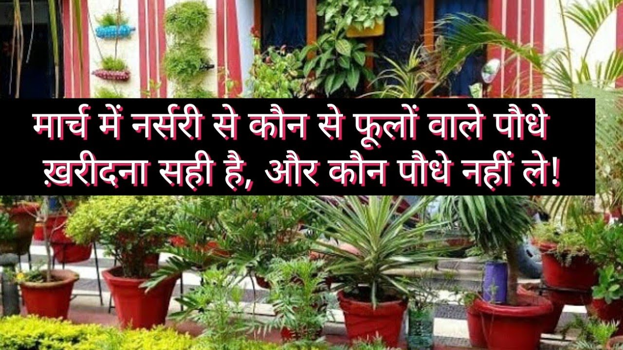 मार्च में नर्सरी से कौन से फूलों वाले पौधे लायें और कौन से पौधे नहीं लाने चाहिये/ Best plants.