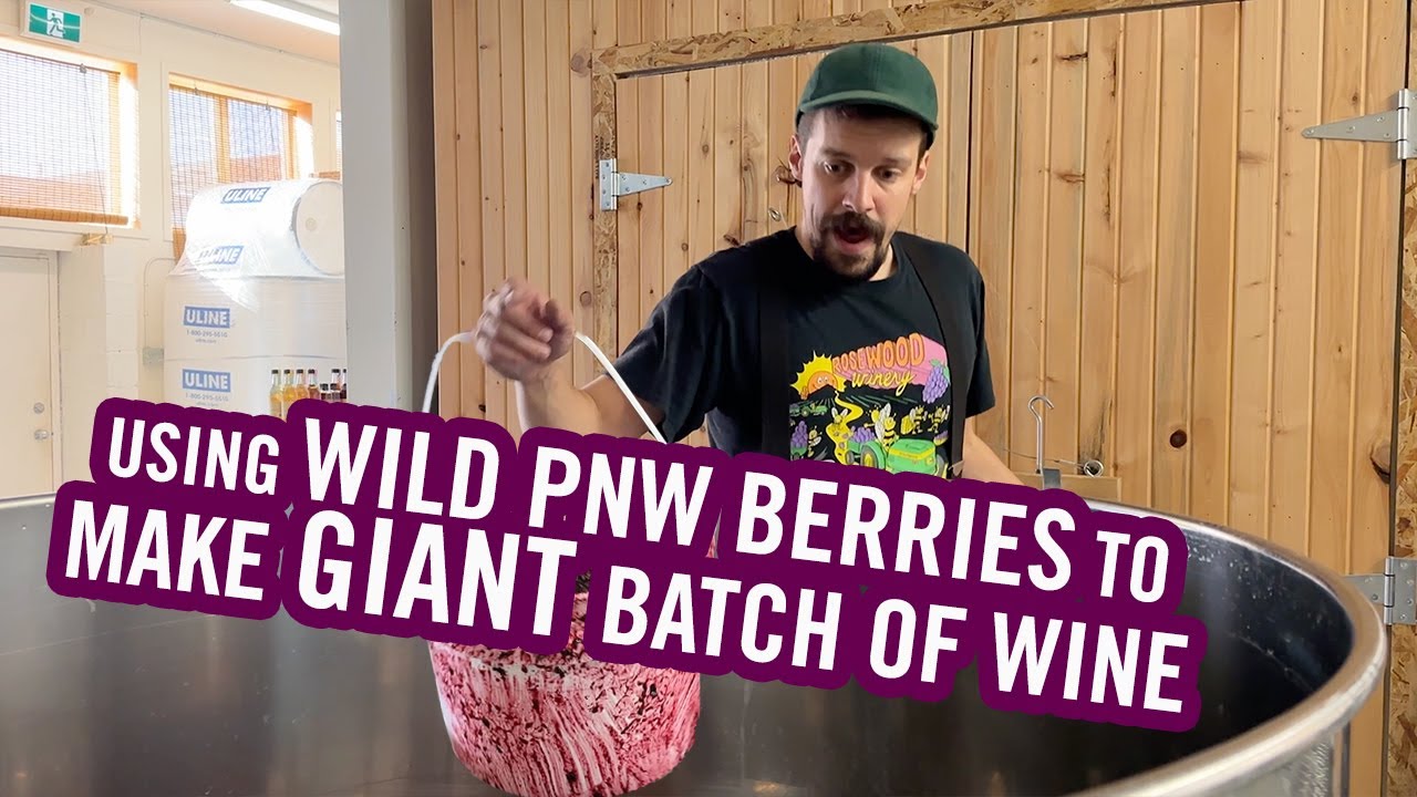 Using Pacific Northwest Salal Berries to Make Obscure French Tonic Wine. pt 1