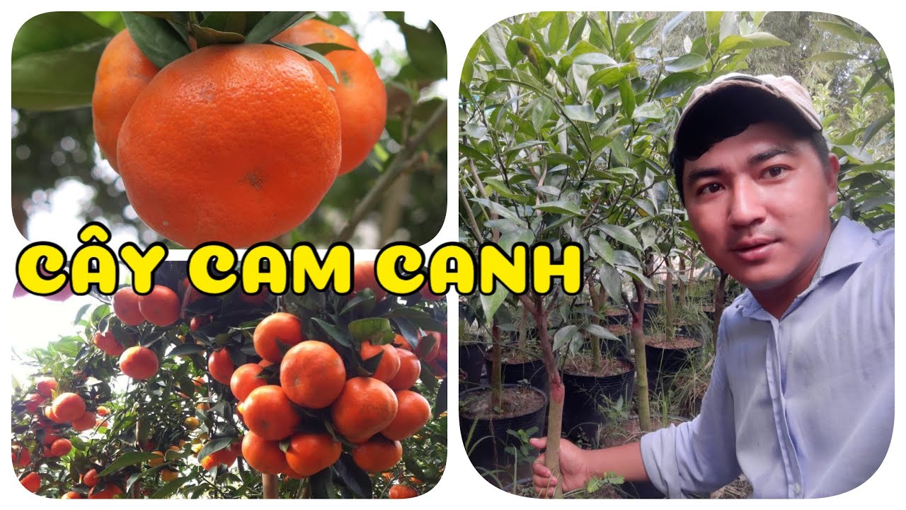 Cây Cam Canh 0386569374 -Hoa kiểng Cái Mơn, Chợ Lách- Ngọc Ngân Bến Tre