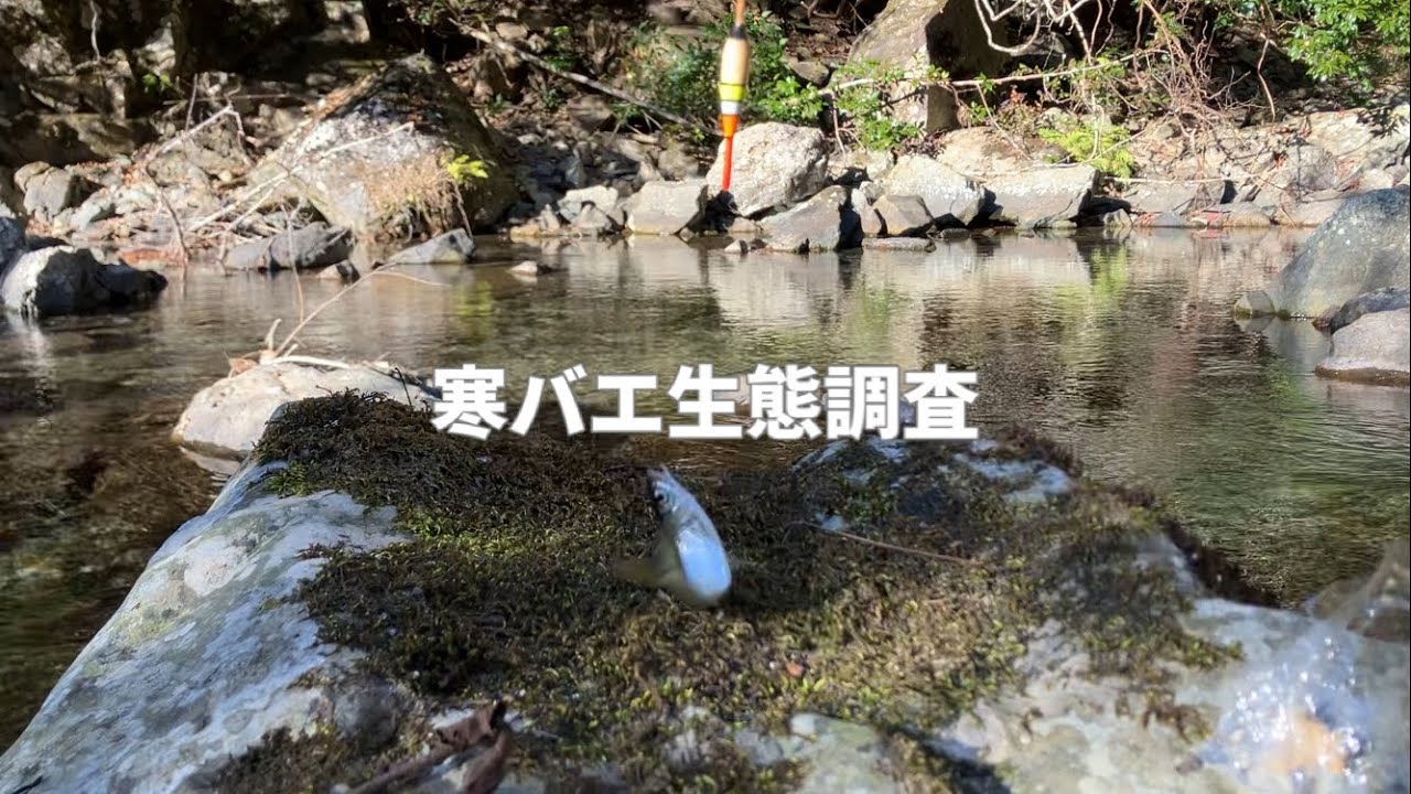 寒バエ釣りが始まるのでオイカワの居そうなポイントを見回ってきました