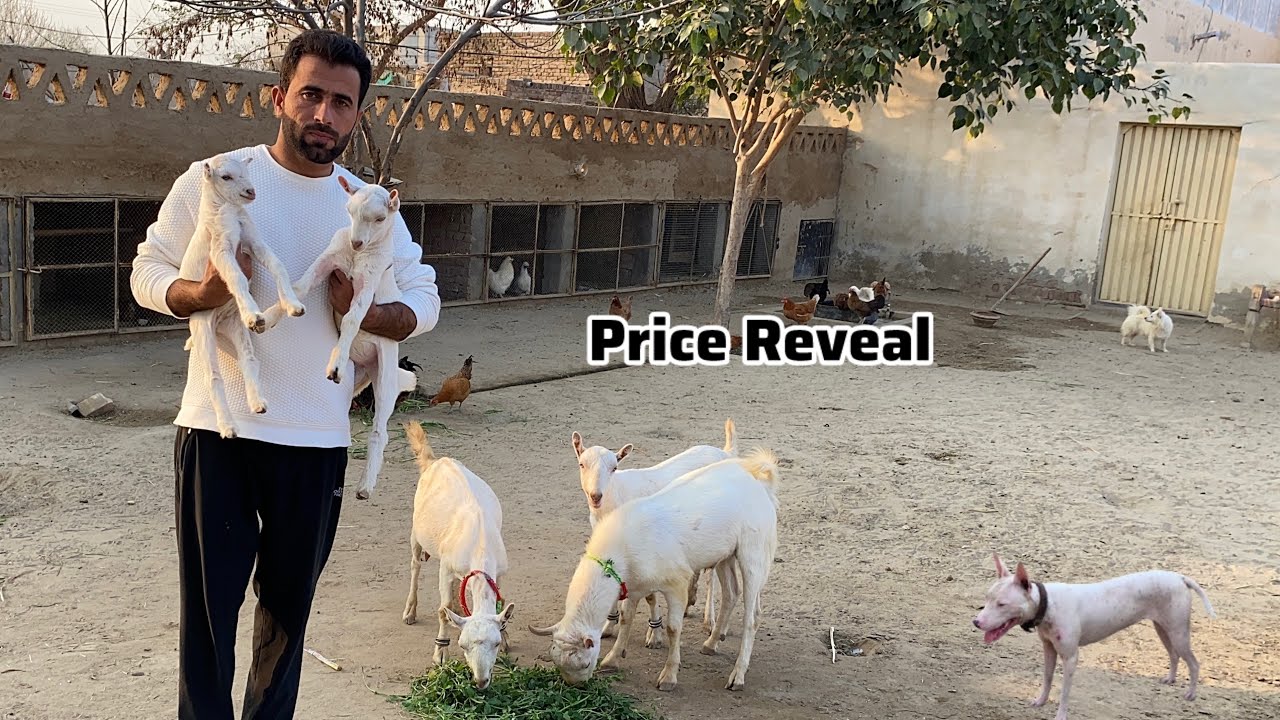 Price of White Barbari Goat 🤑Top Quality Barbari Goat Faming 🐐Pets Lover in Punjab