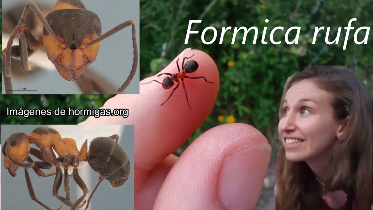 MUDANZA DE HORMIGAS y Formica rufa