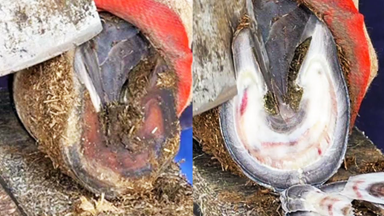 There are a lot of blood marks in the donkey's hooves. Cut the hooves like potato slices!丨ASMR