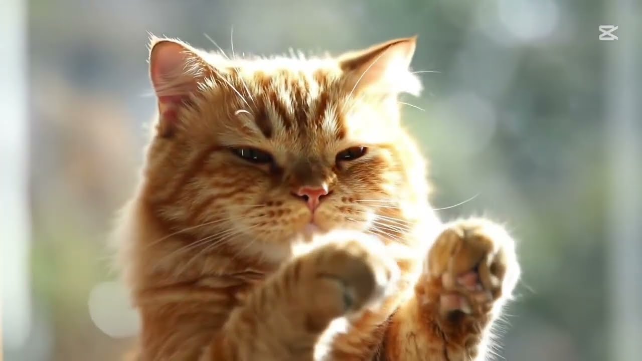 ලෝකේ ආතල්ම සතා 🤣- The funniest animal in the world | @DarkWorld-i2u