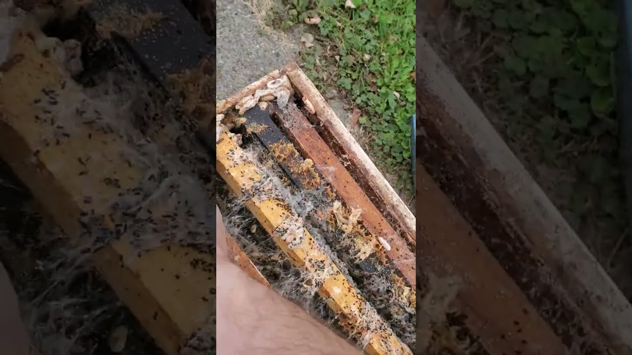 Wax Moth Catastrophe