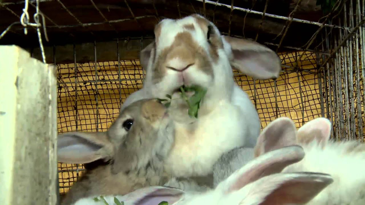 CRIAÇÃO DE COELHOS GIGANTES - REPÓRTER CAROLINE ROSSASI - PROGRAMA CAMINHOS DO OESTE