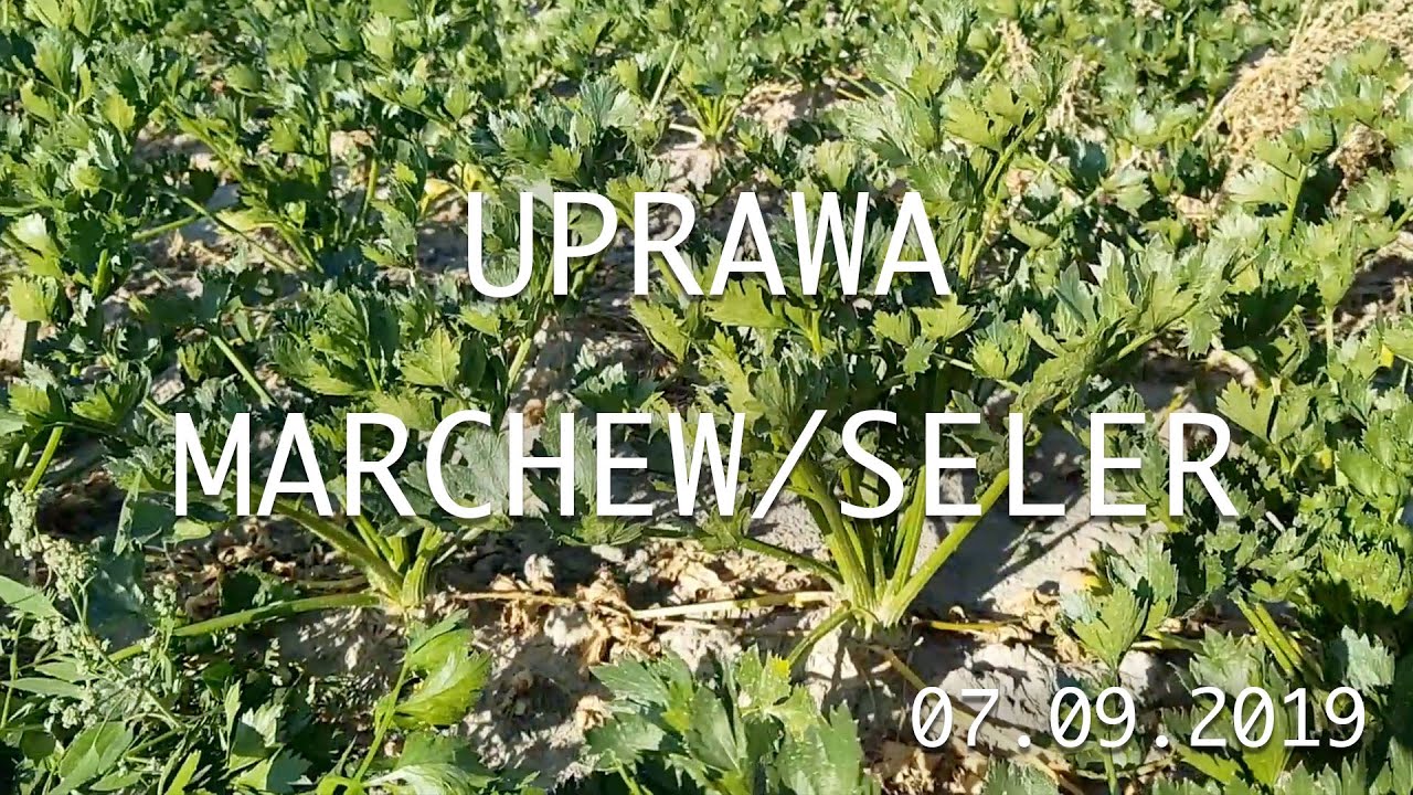 Uprawa warzyw korzeniowych marchew/seler Faza grubienie korzenia  - Program dokarmiania