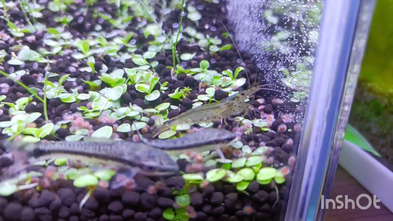 水草水槽一段落。