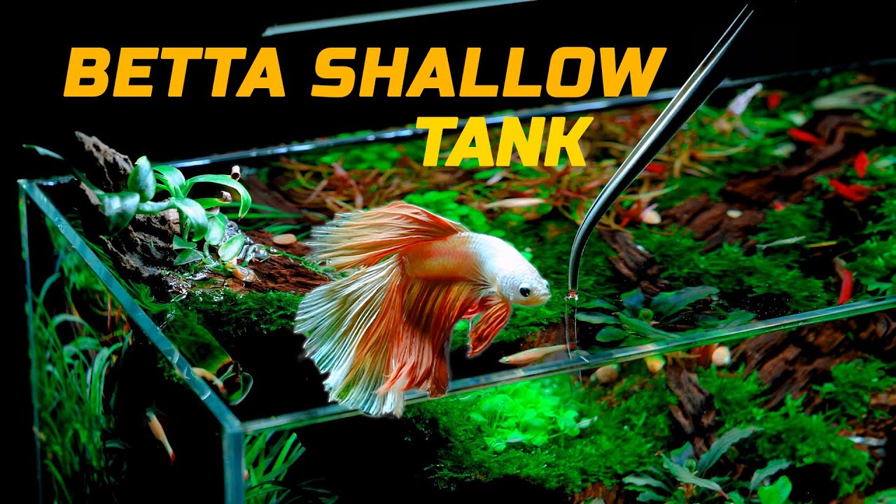 Betta Fish Nano Tank Tutorial- Shallow Low-Tech Natural Aquascape Tank, How to Set up Betta Aquarium