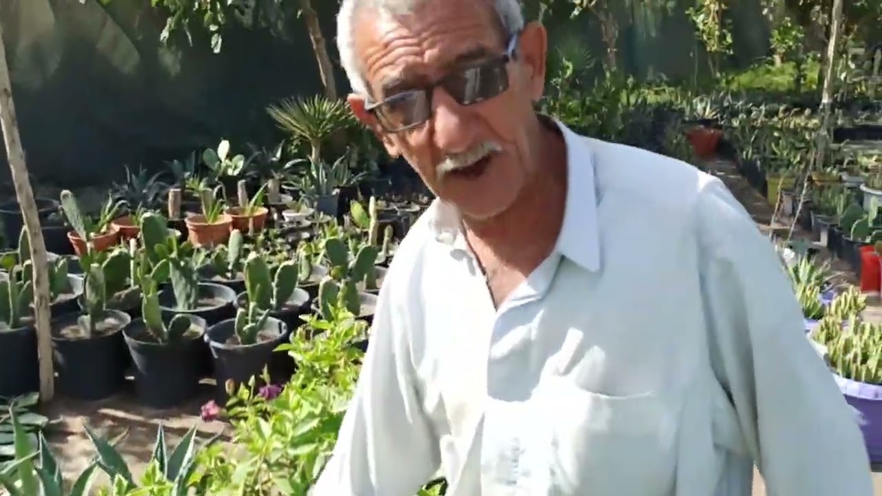 الهبسكس أو ورد الجمال Hibiscus تعرفوا على أسرار الزراعة وجمال الالوان والأنواع المتوفرة