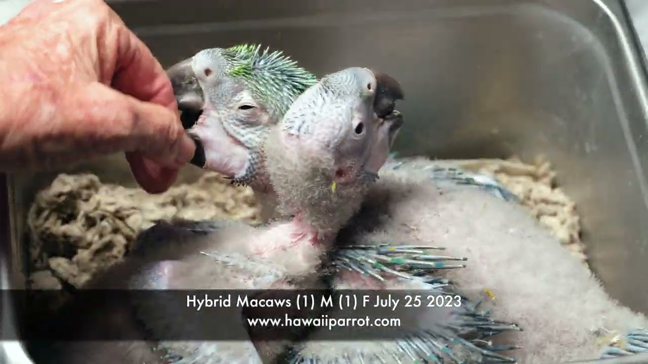 Hybrid Macaw Babies Brother and Sister July 25 2023