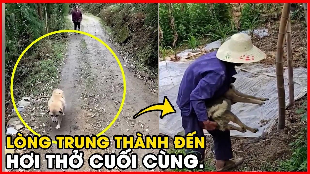Chạm trái tim: Kiếp chó ngắn ngủi và lời từ biệt cuối cùng dành cho chủ nhân.