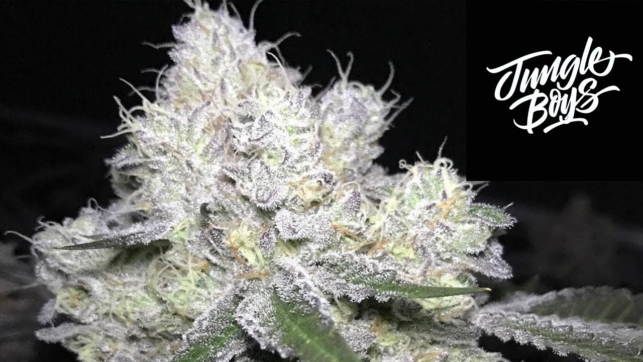 ОБЗОР СЕРДЦА JUNGLE BOYS WEDDING CAKE