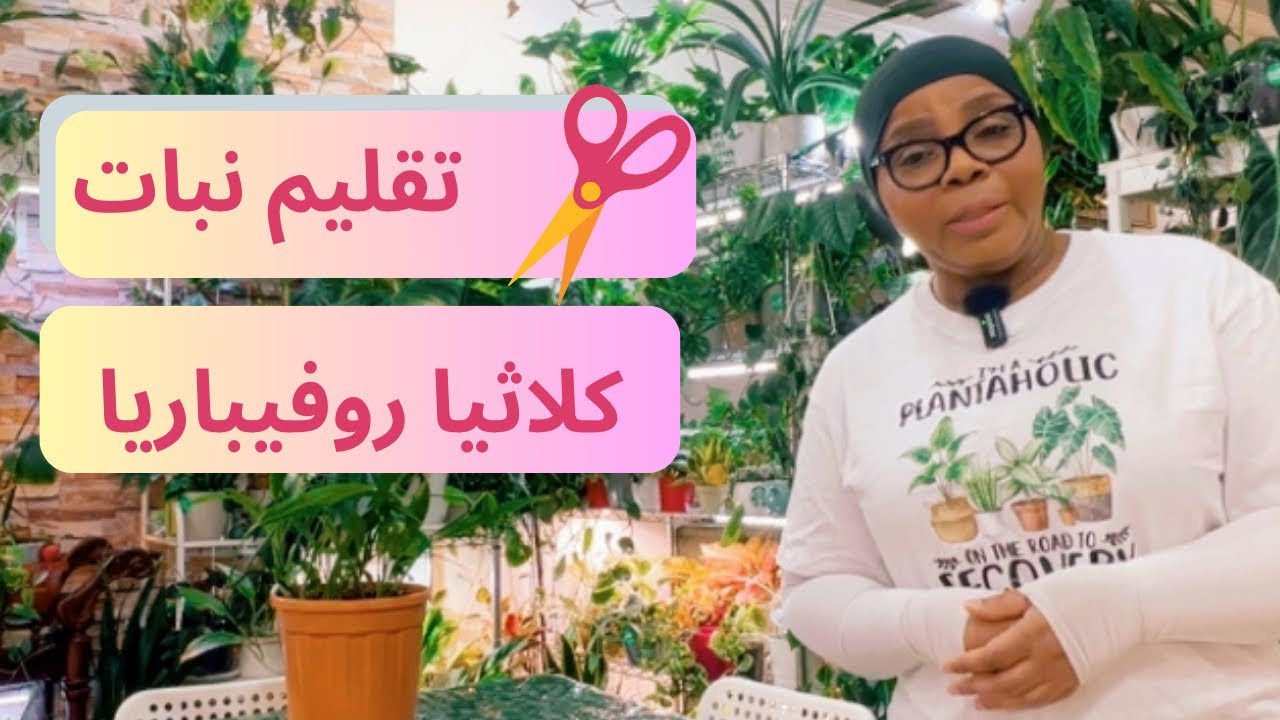كيف العناية والاهتمام نبات الكلاثيا النبات المصلي ✂️🪴