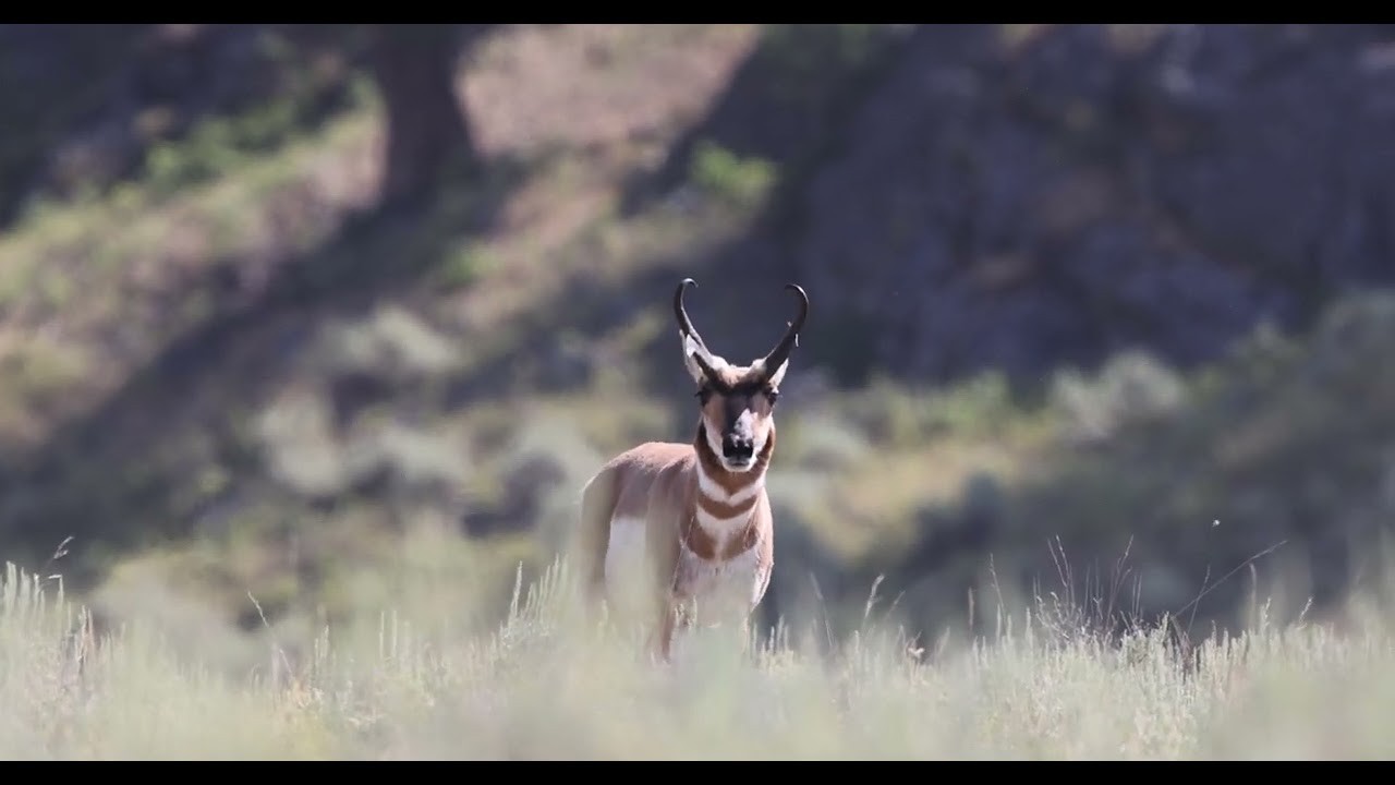 Pronghorn at Yellowstone National Park, Slow Motion