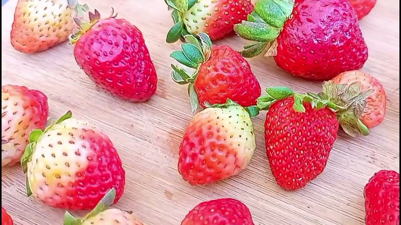 Strawberry (Dec 12, 2023)