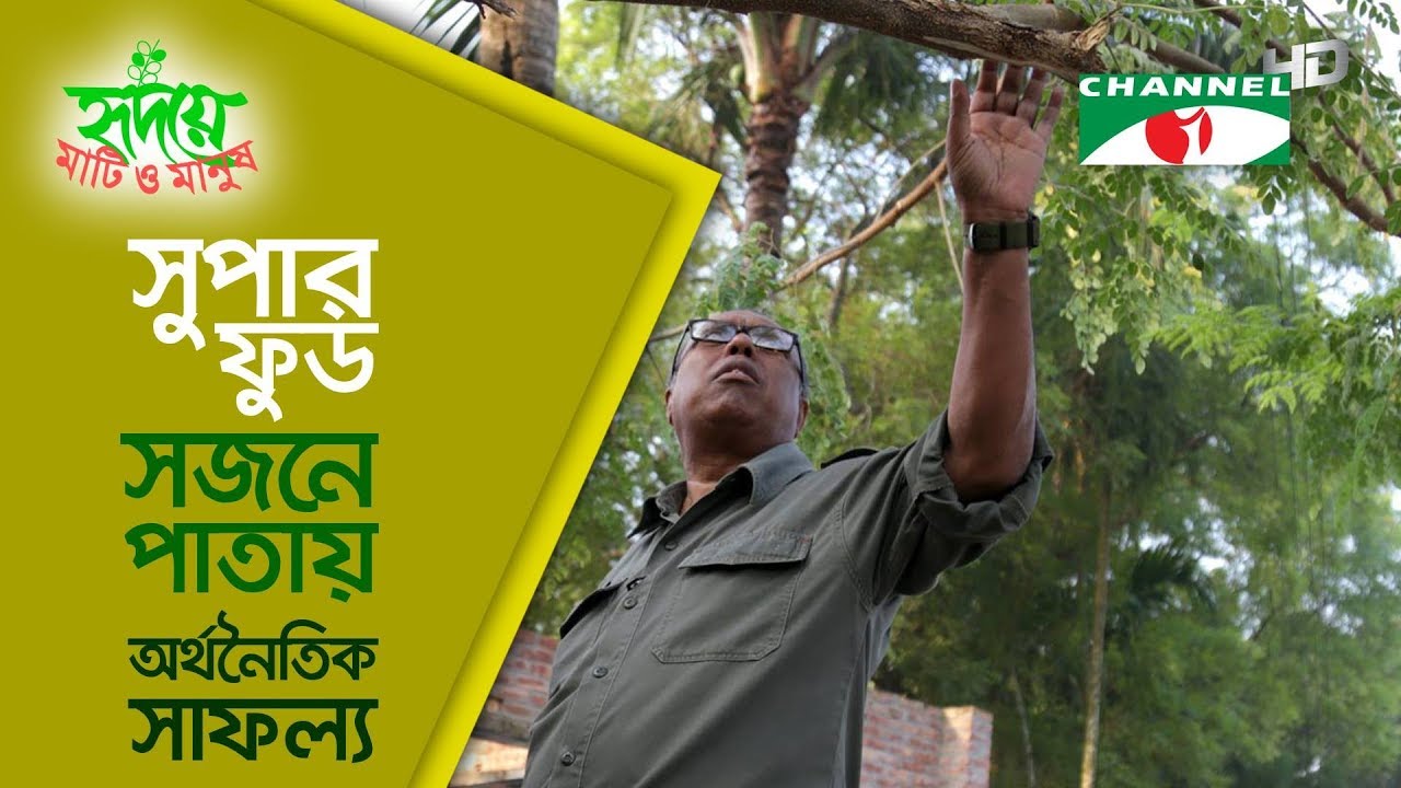 সুপার ফুড সজনে পাতায় অর্থনৈতিক সাফল্য | Shykh Seraj | Channel i | Moringa |