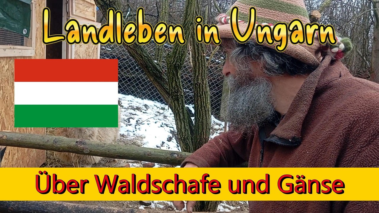 Über Waldschafe und Gänse Landleben in Ungarn