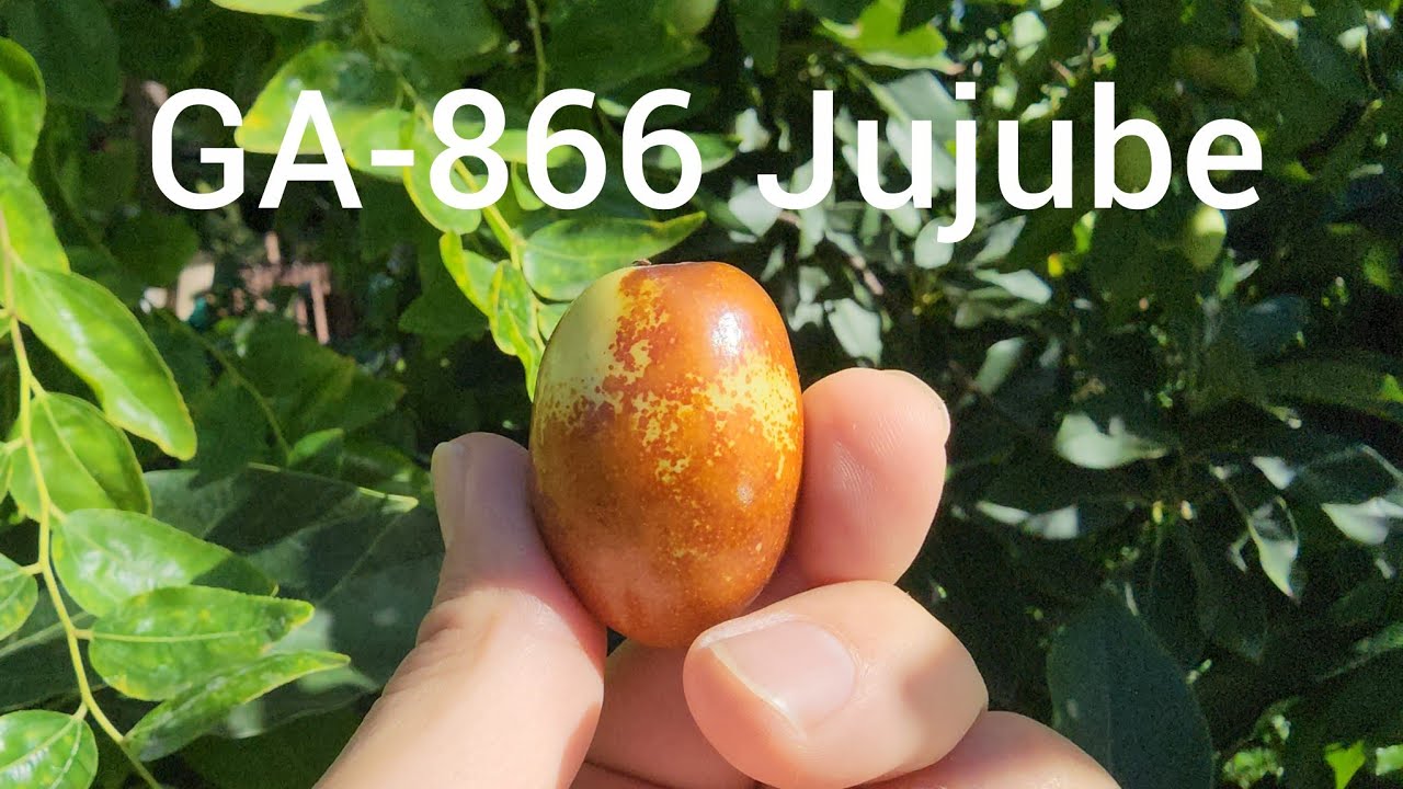 Стоит ли выращивать на заднем дворе унаби сорта GA-866? Дегустация унаби сорта GA-866.