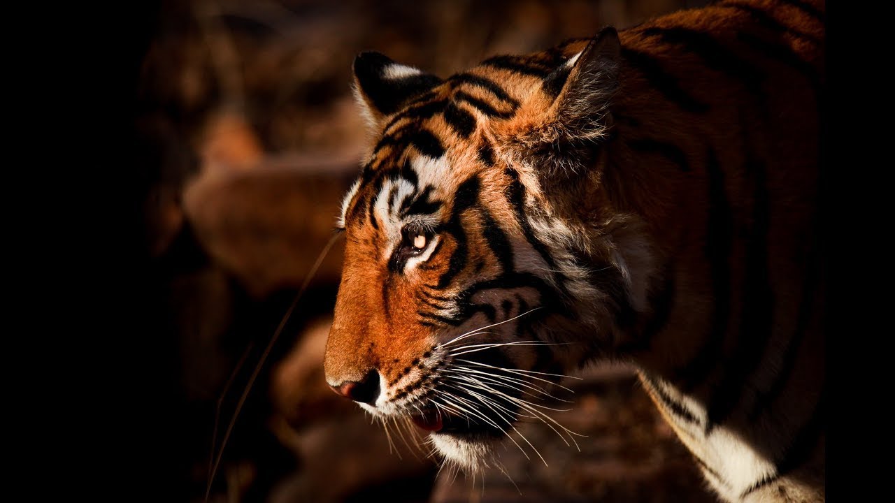 The Tiger Lord of Goa's Sahyadri